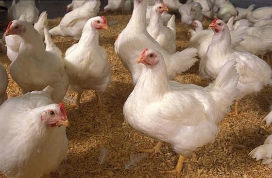 DINH DƯỠNG CHO GÀ: GIẢI PHÁP TĂNG TRỌNG NHANH, TỐI ƯU HIỆU QUẢ CHĂN NUÔI