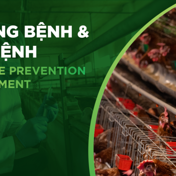 BỆNH GUMBORO Ở GÀ: DẤU HIỆU NHẬN BIẾT, NGUYÊN NHÂN VÀ CÁCH PHÒNG HIỆU QUẢ