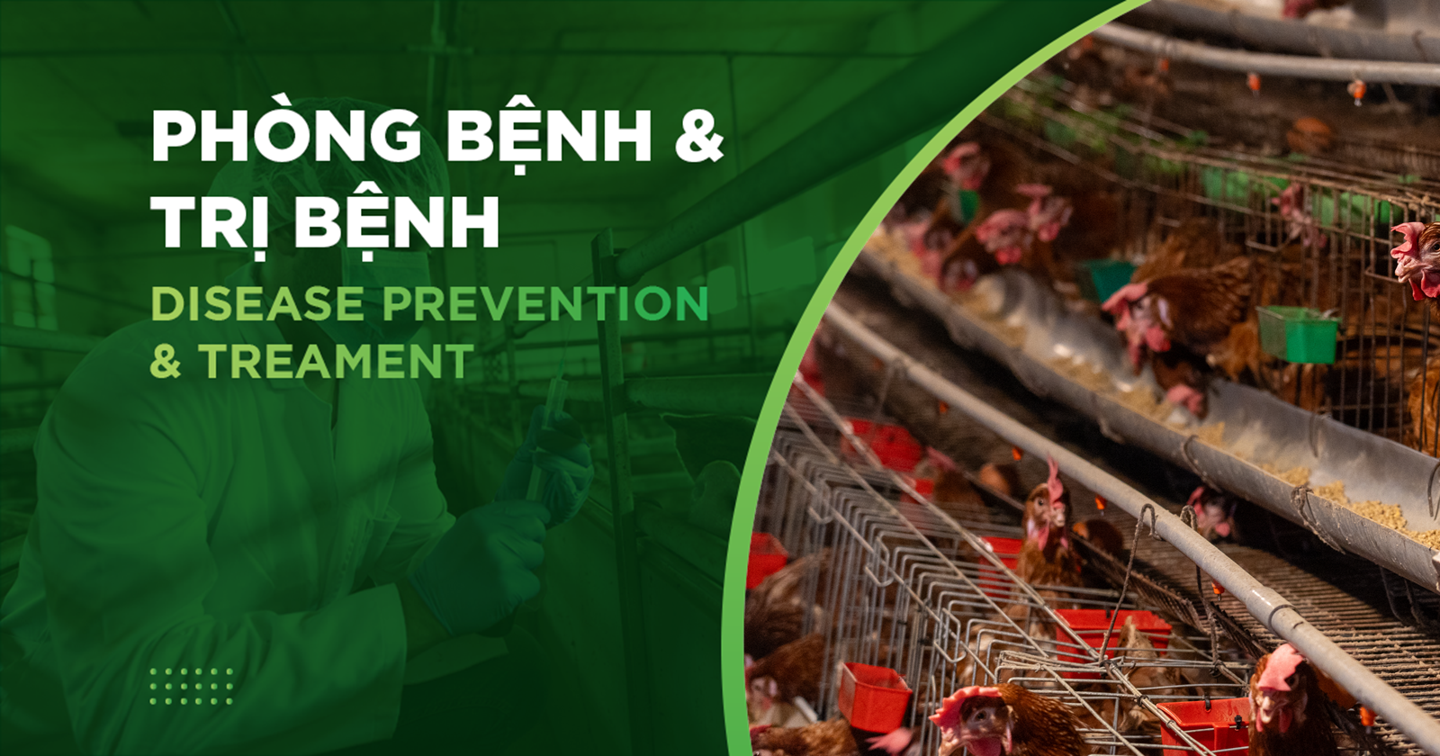 GUMBORO DISEASE IN CHICKENS: SIGNS, CAUSES, AND EFFECTIVE PREVENTION METHODS