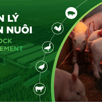 KỸ THUẬT NUÔI HEO HIỆU QUẢ, GIẢI PHÁP TỐI ƯU NĂNG SUẤT VÀ LỢI NHUẬN