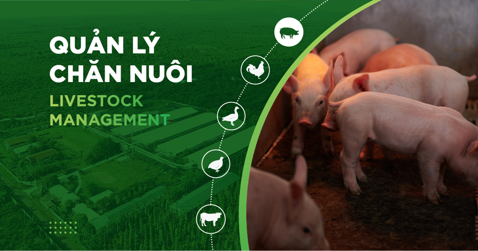 KỸ THUẬT NUÔI HEO HIỆU QUẢ, GIẢI PHÁP TỐI ƯU NĂNG SUẤT VÀ LỢI NHUẬN