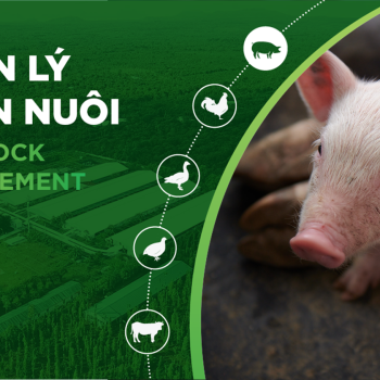 SOLUTIONS FOR INCREASING PIG WEIGHT, HELPING PIGS GROW FASTER AND SAVE COSTS
