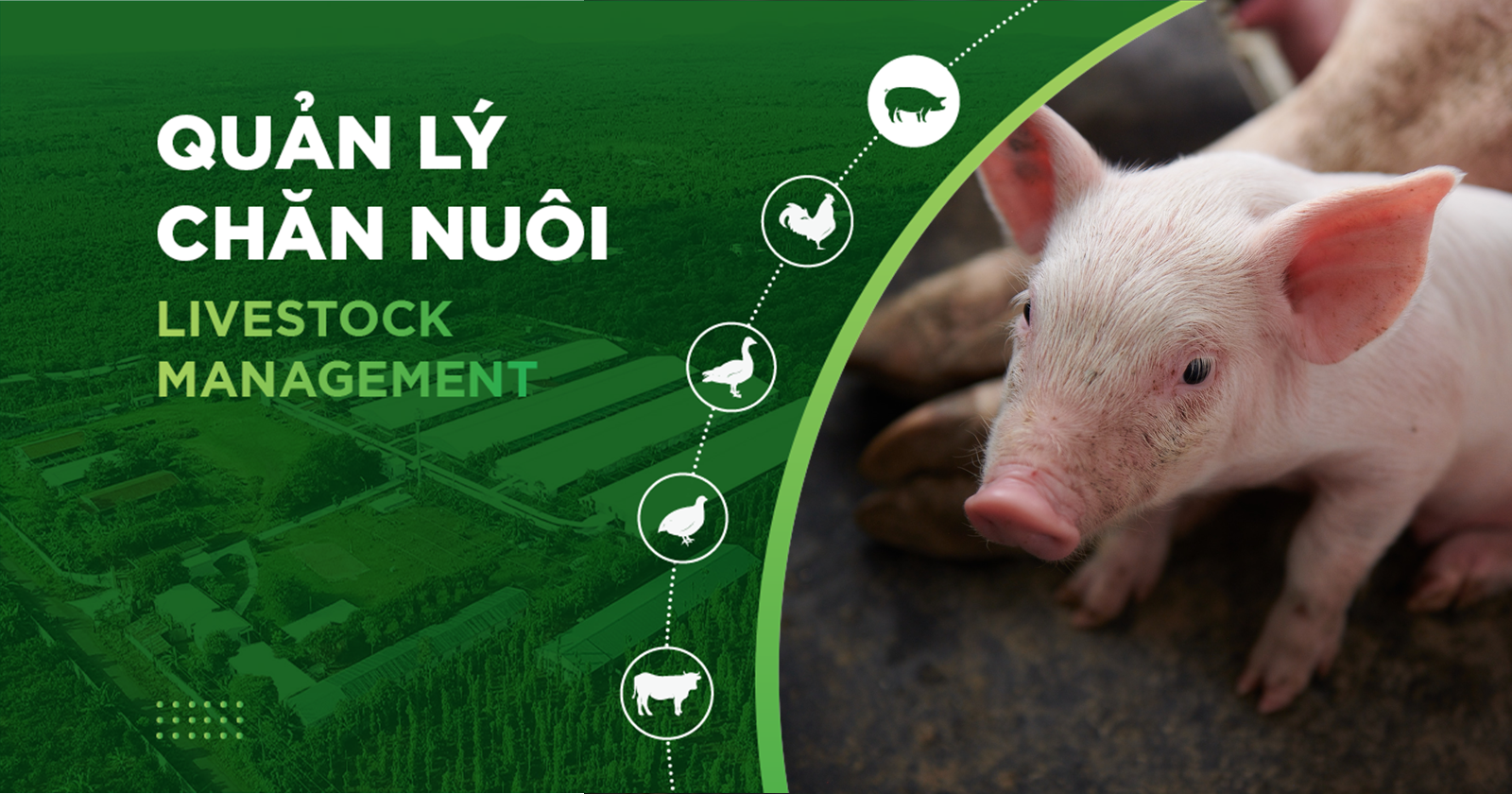 GIẢI PHÁP TĂNG TRỌNG CHO HEO, GIÚP HEO LỚN NHANH, TIẾT KIỆM CHI PHÍ