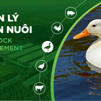 NUTRITION FOR DUCKS: SOLUTIONS TO HELP DUCKS GROW FASTER AND OPTIMIZE PROFITS