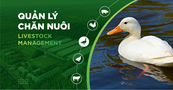 NUTRITION FOR DUCKS: SOLUTIONS TO HELP DUCKS GROW FASTER AND OPTIMIZE PROFITS