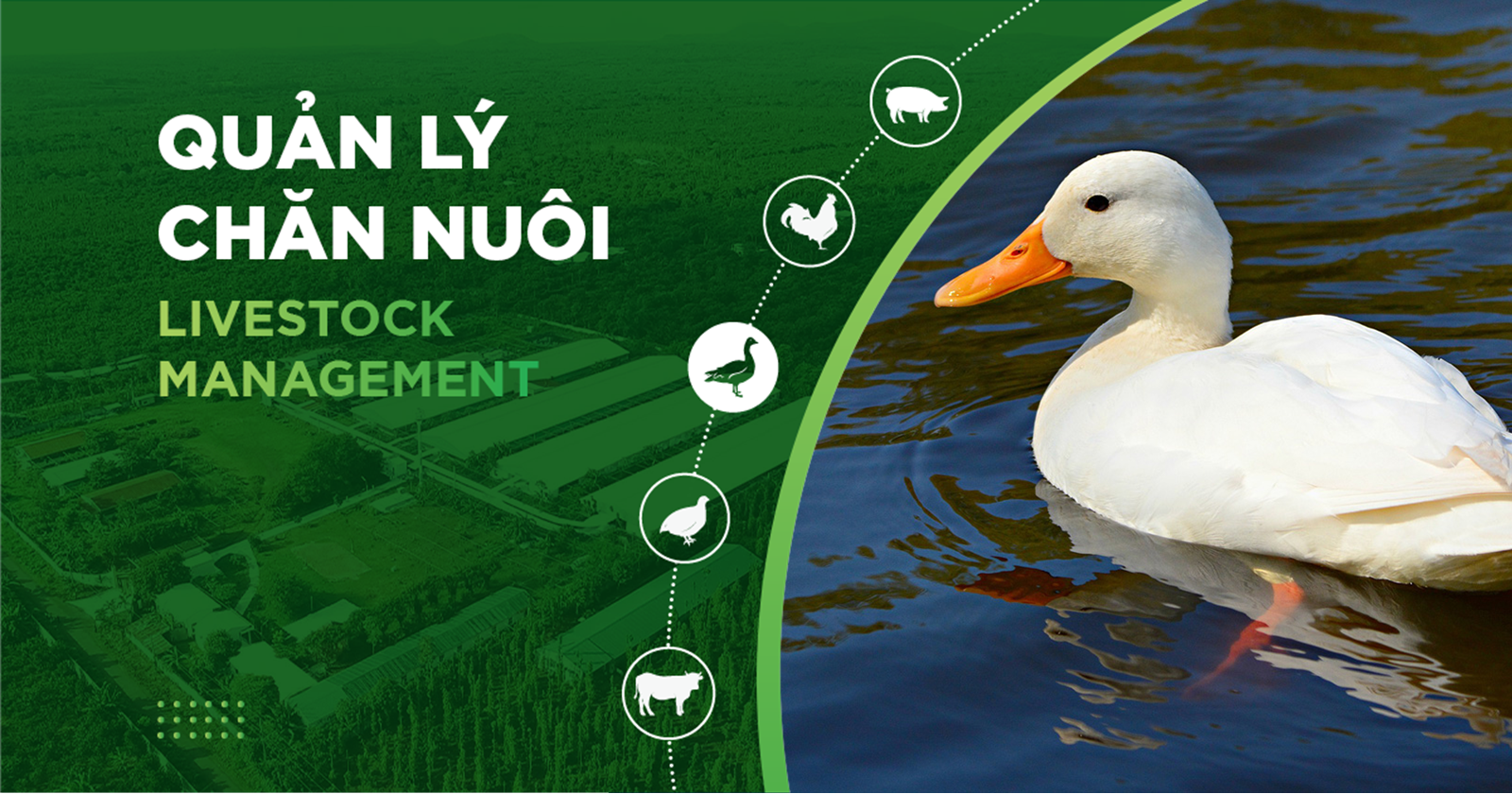 DINH DƯỠNG CHO VỊT, GIẢI PHÁP GIÚP VỊT LỚN NHANH,TỐI ƯU LỢI NHUẬN