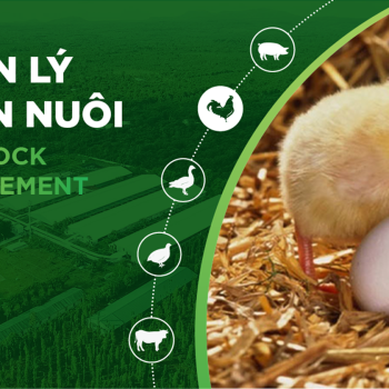 KỸ THUẬT NUÔI GÀ HIỆU QUẢ, BÍ QUYẾT NÂNG CAO NĂNG SUẤT VÀ LỢI NHUẬN