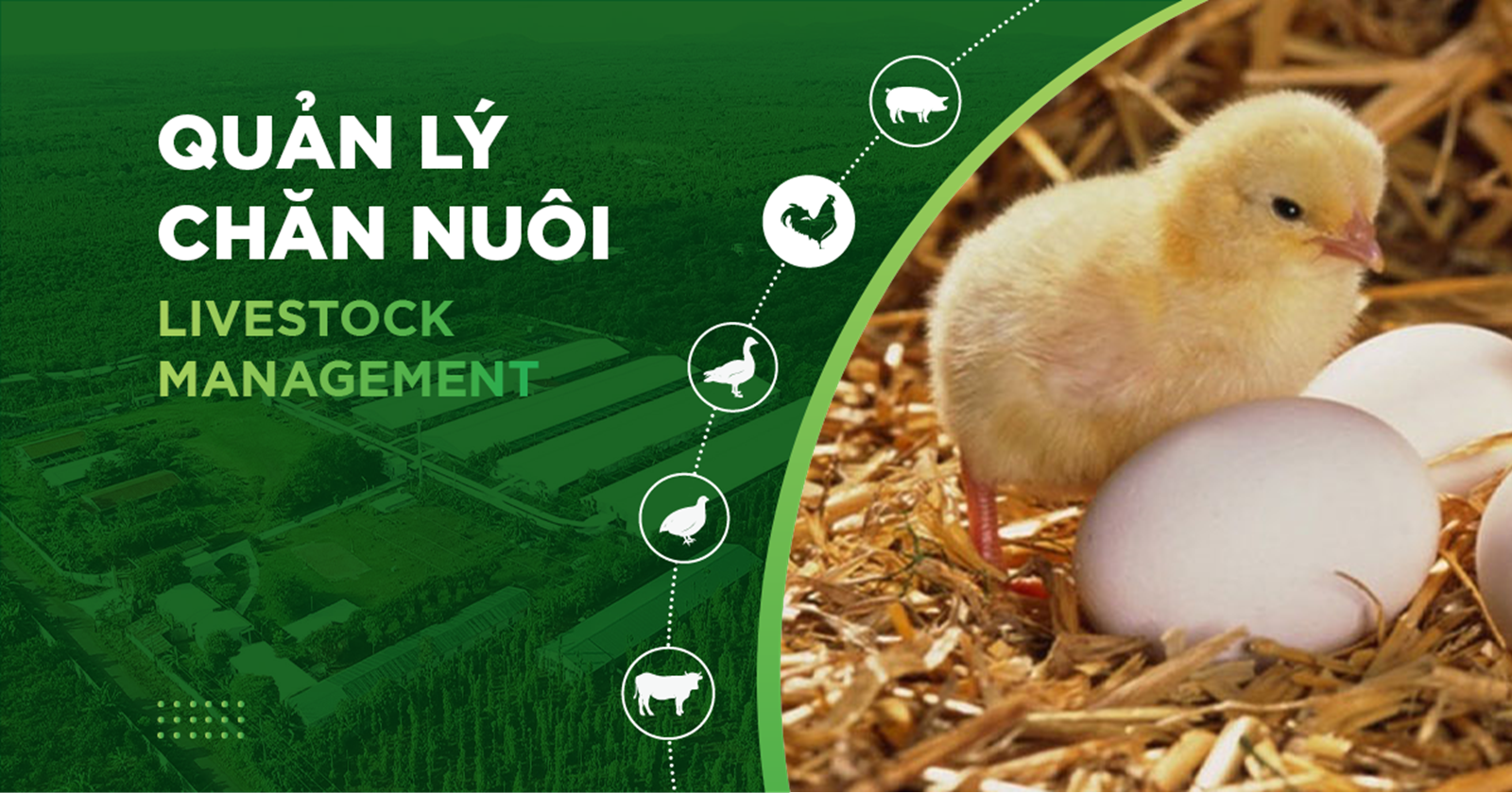 KỸ THUẬT NUÔI GÀ HIỆU QUẢ, BÍ QUYẾT NÂNG CAO NĂNG SUẤT VÀ LỢI NHUẬN