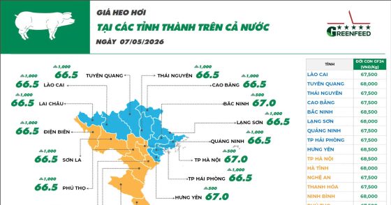 Ngày 07/05/2026, giá heo tăng nhẹ trong khi giá gà màu ghi nhận xu hướng giảm