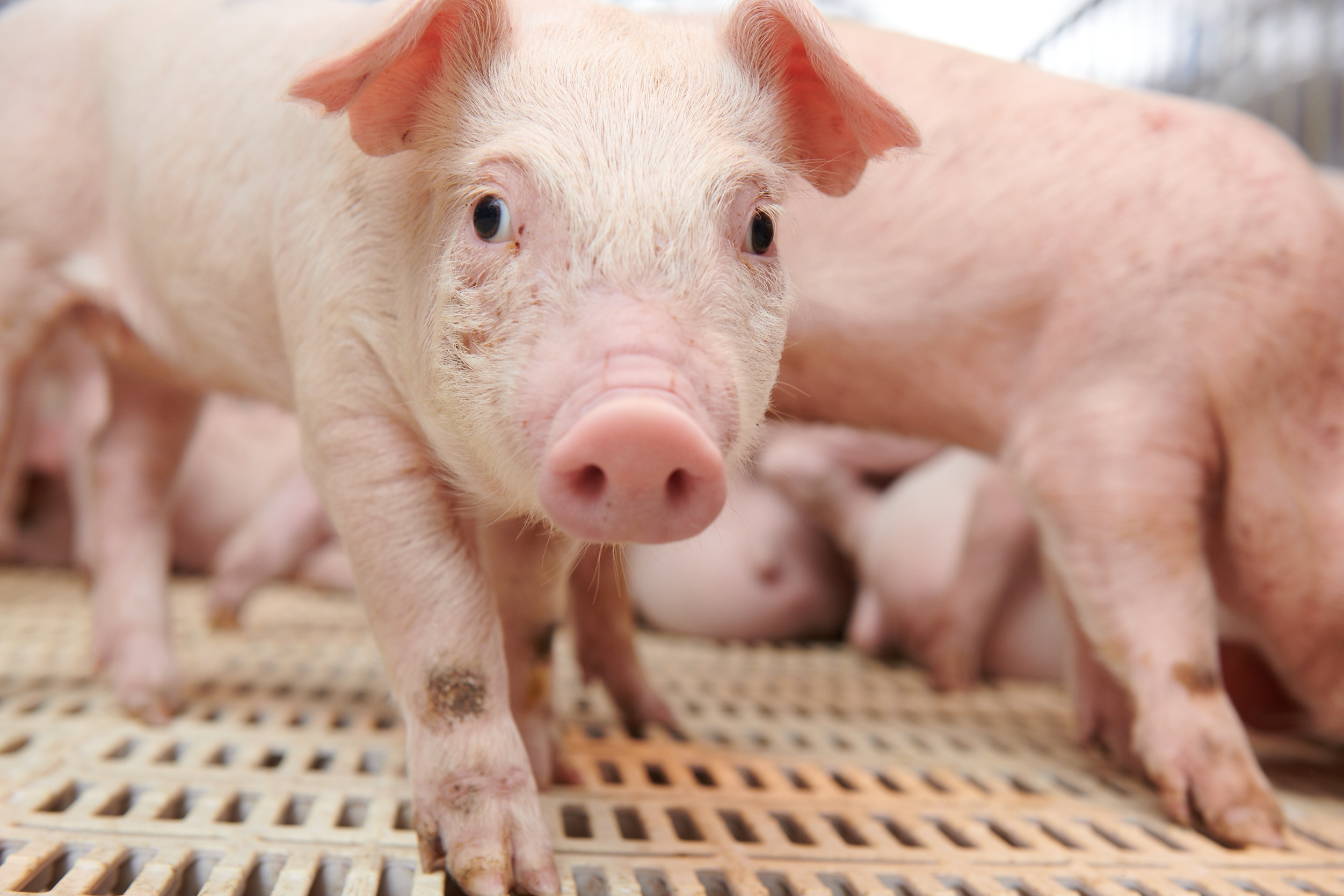 VACCINATION SCHEDULE FOR PIGS: DETAILED GUIDELINES FOR EACH STAGE