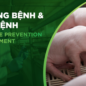LỊCH TIÊM PHÒNG VACCINE CHO HEO: HƯỚNG DẪN CHI TIẾT THEO TỪNG GIAI ĐOẠN
