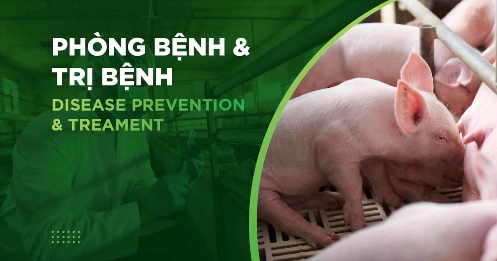LỊCH TIÊM PHÒNG VACCINE CHO HEO: HƯỚNG DẪN CHI TIẾT THEO TỪNG GIAI ĐOẠN