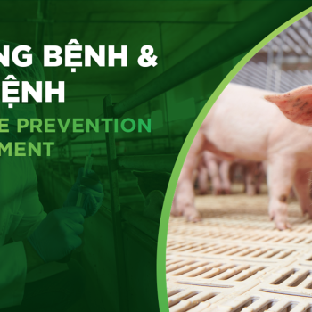 BỆNH TAI XANH TRÊN HEO (PRRS), NGUYÊN NHÂN, TRIỆU CHỨNG VÀ CÁCH PHÒNG HIỆU QUẢ