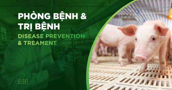 BỆNH TAI XANH TRÊN HEO (PRRS), NGUYÊN NHÂN, TRIỆU CHỨNG VÀ CÁCH PHÒNG HIỆU QUẢ