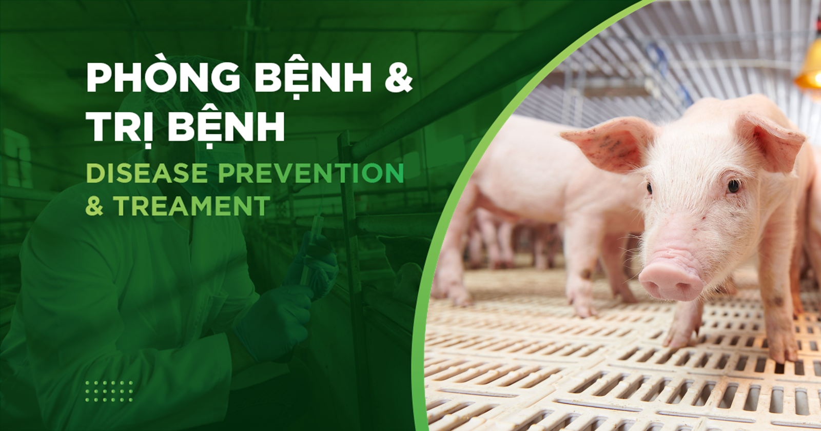 BỆNH TAI XANH TRÊN HEO (PRRS), NGUYÊN NHÂN, TRIỆU CHỨNG VÀ CÁCH PHÒNG HIỆU QUẢ