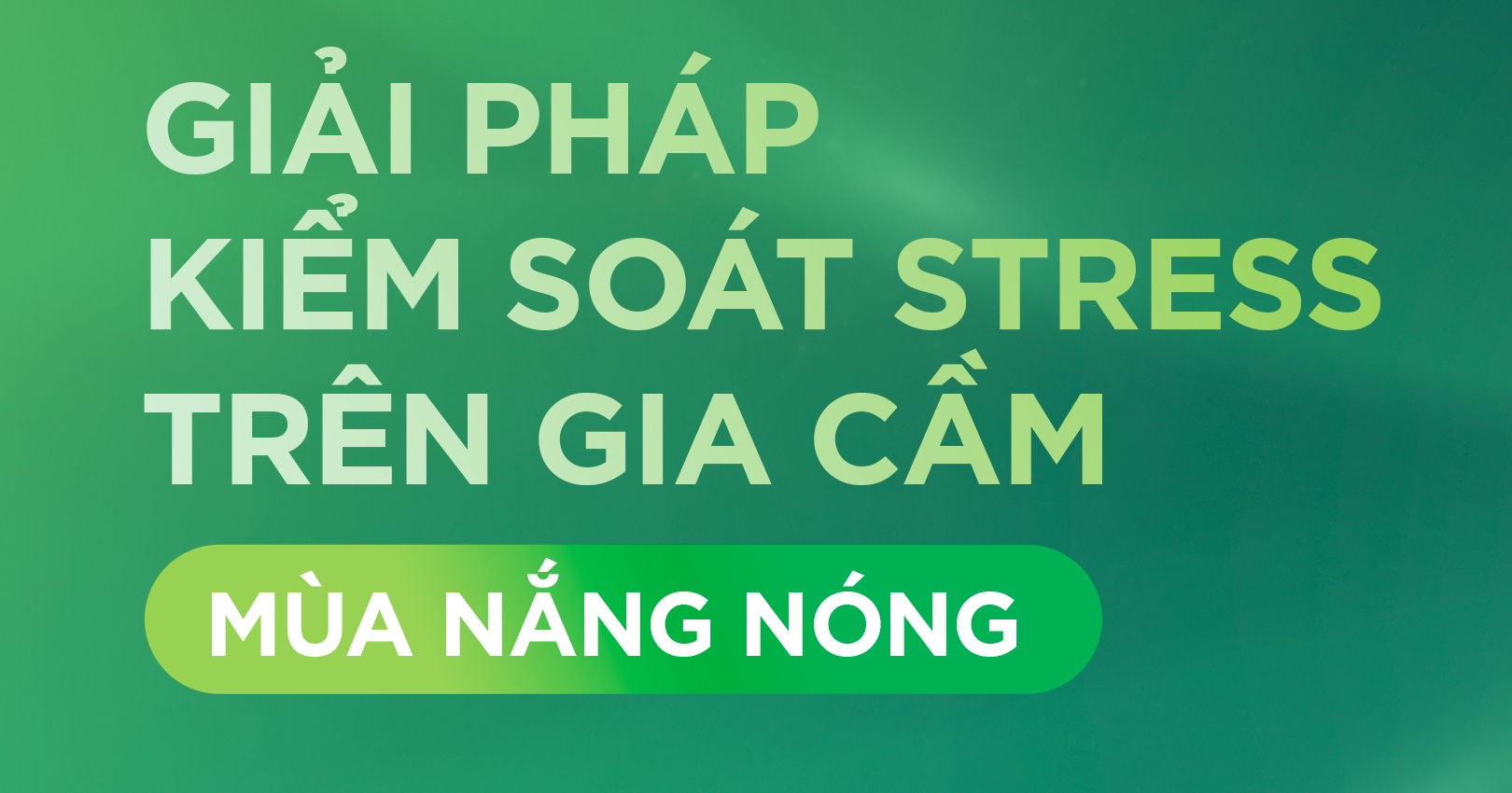 STRESS TRÊN GIA CẦM MÙA NẮNG NÓNG: NGUYÊN NHÂN, DẤU HIỆU VÀ GIẢI PHÁP HIỆU QUẢ