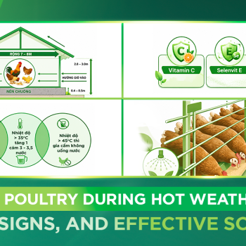 STRESS IN POULTRY DURING HOT WEATHER: CAUSES, SIGNS, AND EFFECTIVE SOLUTIONS