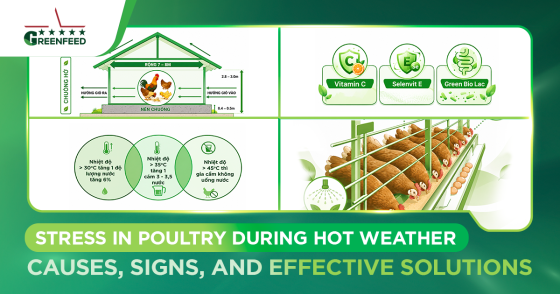 STRESS IN POULTRY DURING HOT WEATHER: CAUSES, SIGNS, AND EFFECTIVE SOLUTIONS