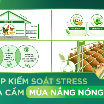 STRESS TRÊN GIA CẦM MÙA NẮNG NÓNG: NGUYÊN NHÂN, DẤU HIỆU VÀ GIẢI PHÁP HIỆU QUẢ