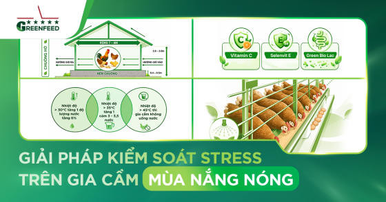 STRESS TRÊN GIA CẦM MÙA NẮNG NÓNG: NGUYÊN NHÂN, DẤU HIỆU VÀ GIẢI PHÁP HIỆU QUẢ