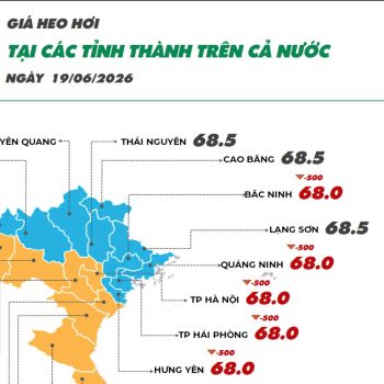 Ngày 19/06/2026 giá heo hơi tiếp tục xu hướng giảm nhẹ