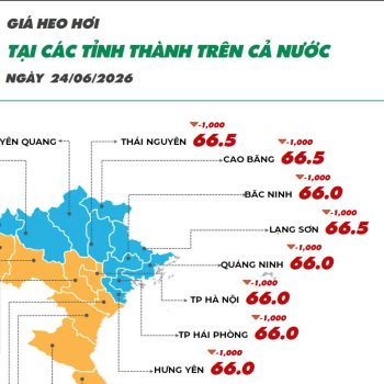 Ngày 24/06/2026 giá heo hơi tiếp tục xu hướng giảm