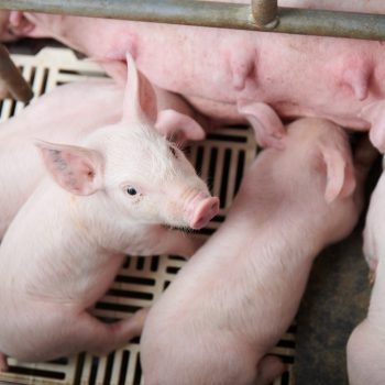 CÁM LỢN NÀO TỐT? 5 TIÊU CHÍ GIÚP NHÀ CHĂN NUÔI LỰA CHỌN HIỆU QUẢ