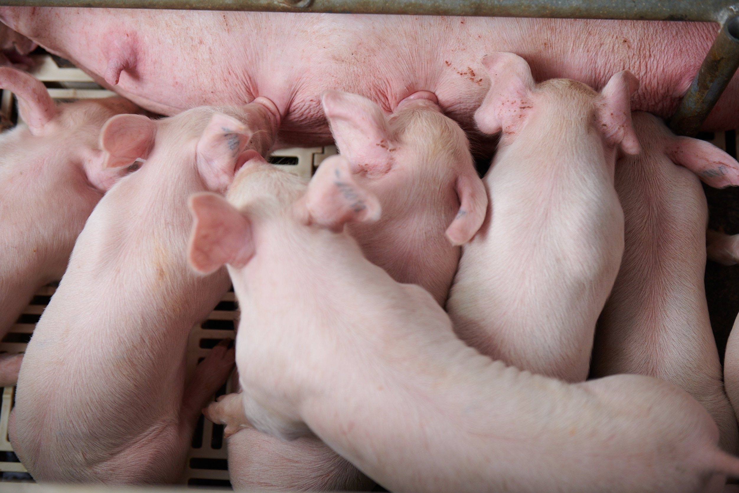 ANTIBIOTIC RESISTANCE IN LIVESTOCK FARMING – CAUSES, CONSEQUENCES, AND CONTROL SOLUTIONS