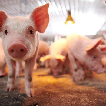 MANAGING TEMPERATURE AND HUMIDITY IN PIG FARMS – CRUCIAL FACTORS DETERMINING THE HEALTH AND GROWTH OF THE PIG HERD