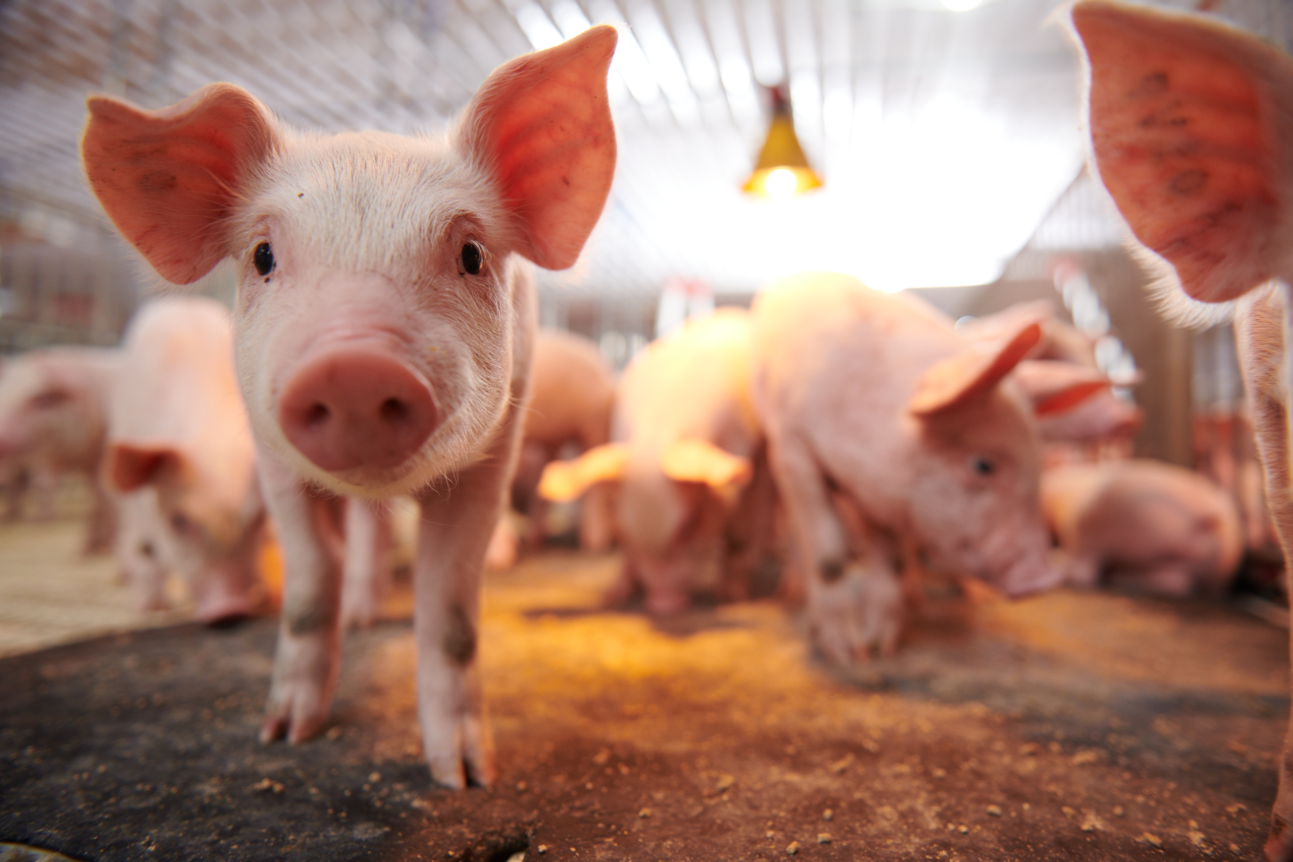 MANAGING TEMPERATURE AND HUMIDITY IN PIG FARMS – CRUCIAL FACTORS DETERMINING THE HEALTH AND GROWTH OF THE PIG HERD