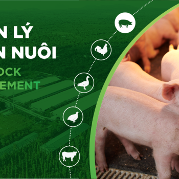 CÁM LỢN NÀO TỐT? 5 TIÊU CHÍ GIÚP NHÀ CHĂN NUÔI LỰA CHỌN HIỆU QUẢ