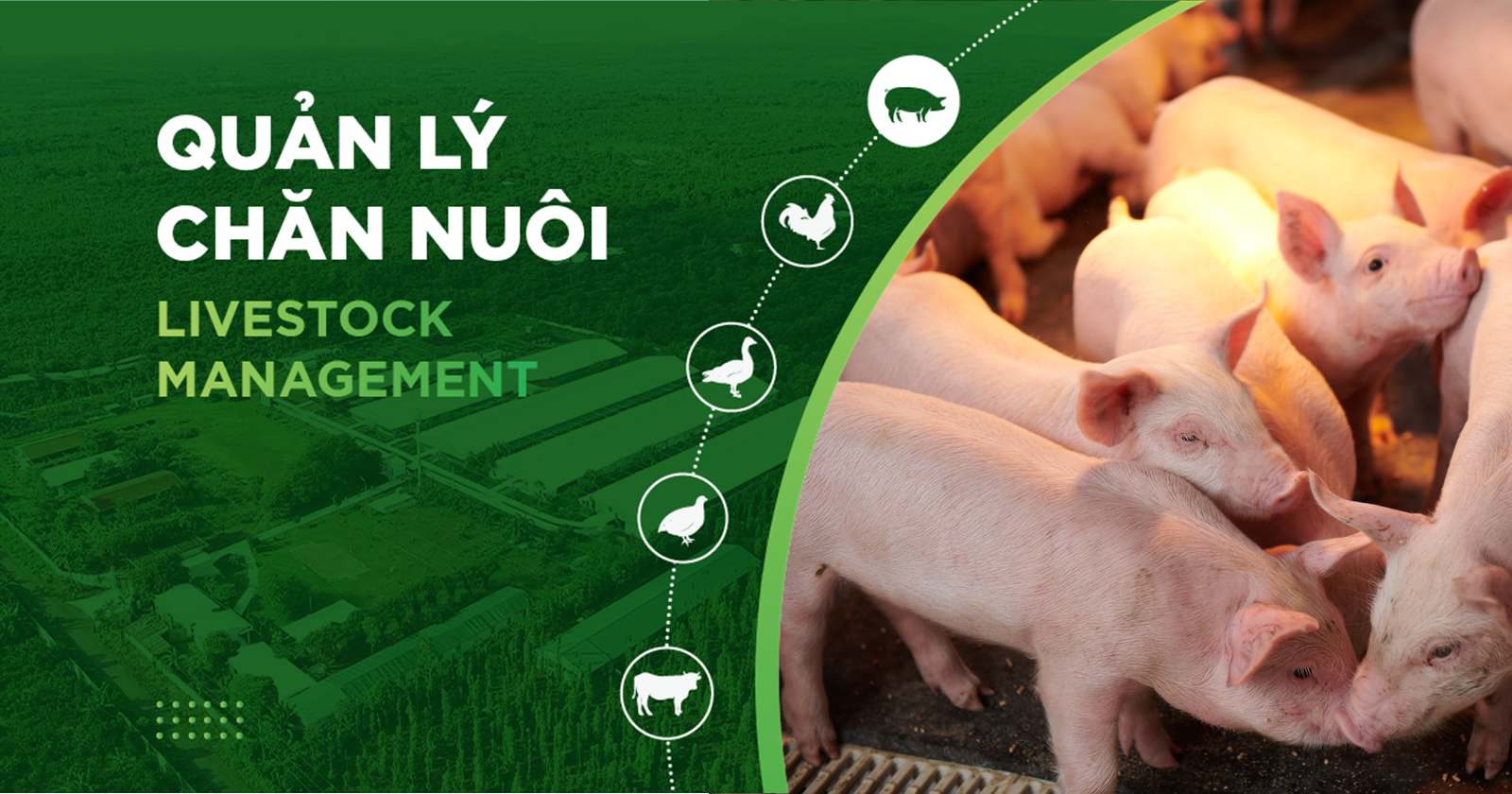 CÁM LỢN NÀO TỐT? 5 TIÊU CHÍ GIÚP NHÀ CHĂN NUÔI LỰA CHỌN HIỆU QUẢ
