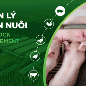EFFECTIVE NUTRITION FOR SOWS WITH G.TEK GREEN TECHNOLOGY PRODUCTS