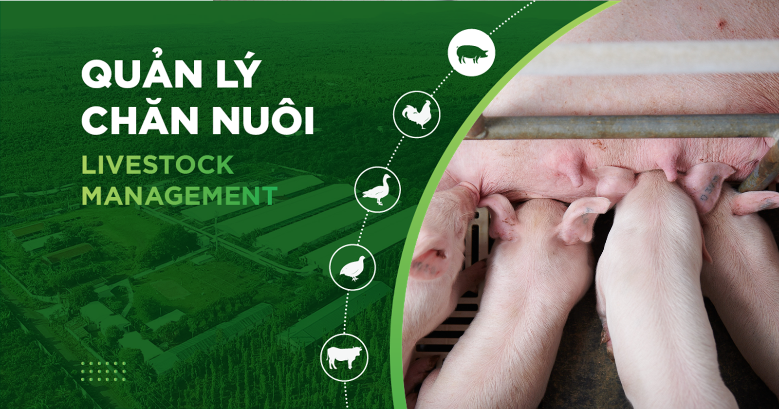 DINH DƯỠNG CHO HEO NÁI HIỆU QUẢ VỚI SẢN PHẨM CÔNG NGHỆ XANH G.TEK