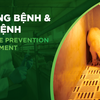 QUẢN LÝ NHIỆT ĐỘ, ĐỘ ẨM TRONG TRẠI HEO – YẾU TỐ QUYẾT ĐỊNH SỨC KHỎE VÀ TĂNG TRỌNG ĐÀN HEO