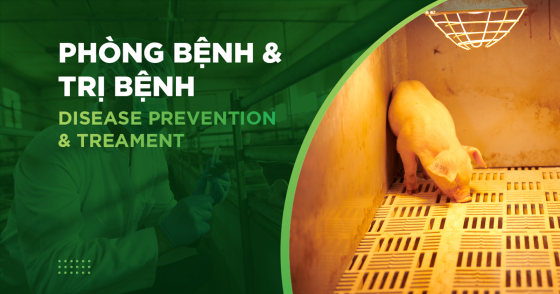 QUẢN LÝ NHIỆT ĐỘ, ĐỘ ẨM TRONG TRẠI HEO – YẾU TỐ QUYẾT ĐỊNH SỨC KHỎE VÀ TĂNG TRỌNG ĐÀN HEO