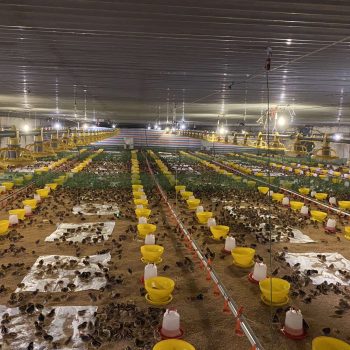 DETAILED VACCINATION SCHEDULE FOR CHICKENS – THE SECRET TO A HEALTHY, HIGH-PRODUCTIVE FLOCK