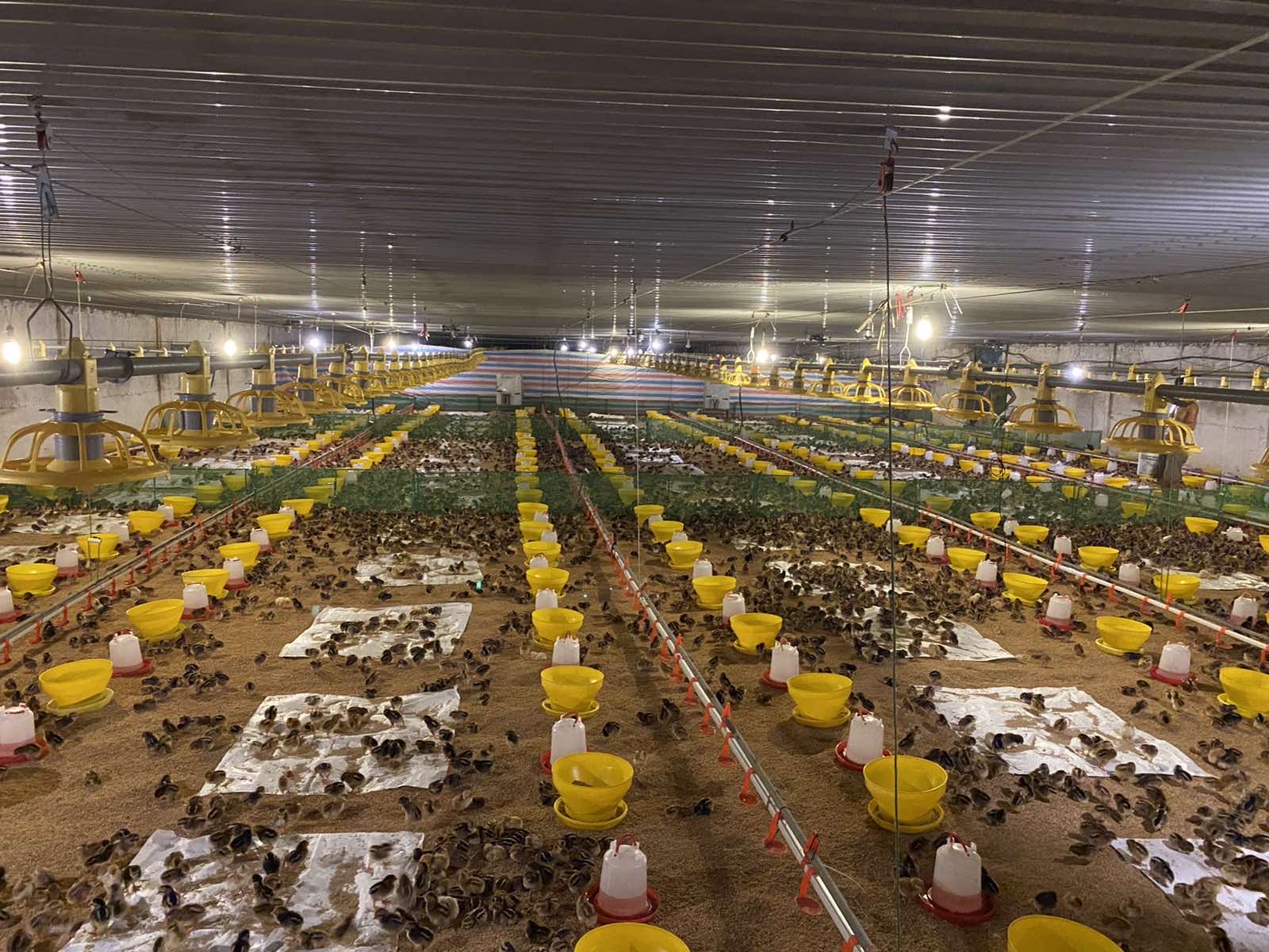 DETAILED VACCINATION SCHEDULE FOR CHICKENS – THE SECRET TO A HEALTHY, HIGH-PRODUCTIVE FLOCK