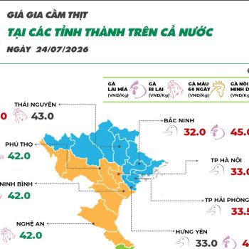 Ngày 24/07/2026 giá gà Ri tăng nhẹ
