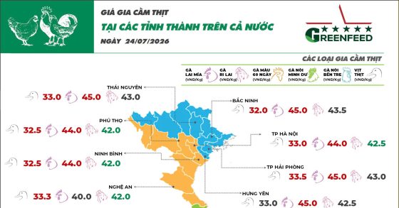 Ngày 24/07/2026 giá gà Ri tăng nhẹ