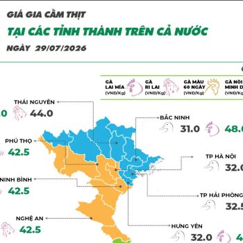 Ngày 29/07/2026  giá gà Ri tăng nhẹ