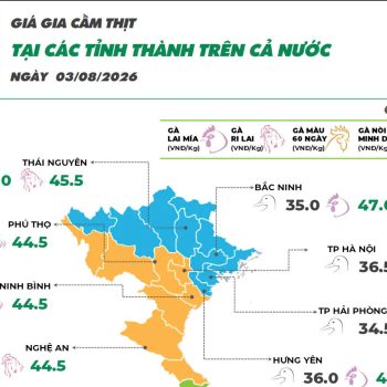 On August 3, 2026,Ri chicken and Mia chicken prices recorded an increase