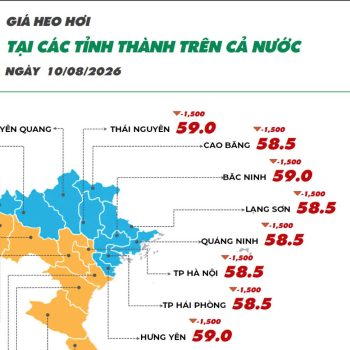 Ngày 10/08/2026 giá heo hơi ghi nhận xu hướng giảm