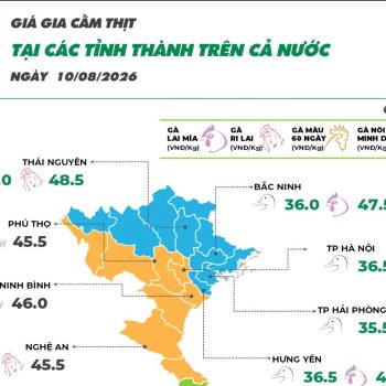 Ngày 10/08/2026 giá gà Mía và gà Ri tăng mạnh