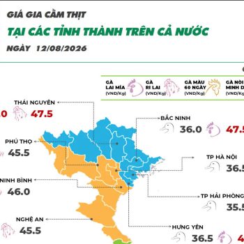 On August 12, 2026, Ri chicken and Mia chicken prices decreased slightly