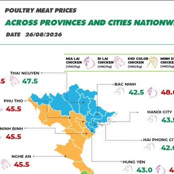 On August 26, 2026 Ri chicken prices continued to rise.
