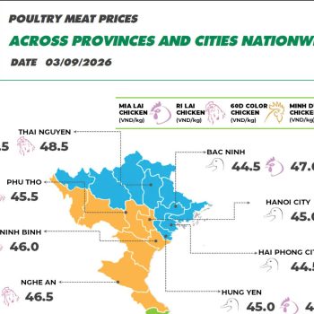 On September 3rd, 2026, Minh Du chicken prices decreased slightly