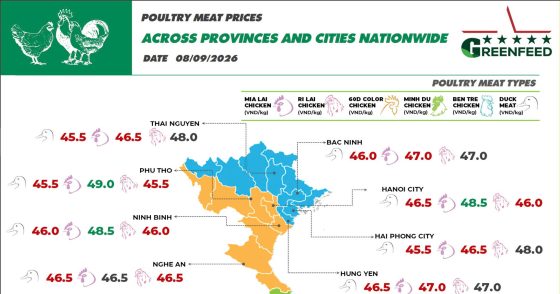 On September 8, 2026, Ri chicken and Mia chicken prices showed a slight downward trend