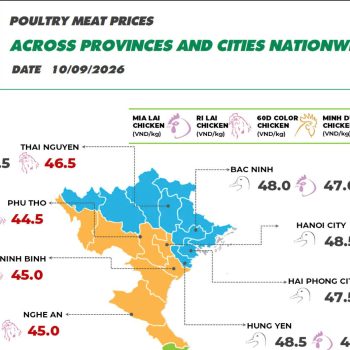 On September 11, 2026 duck meat prices decreased quite sharply.