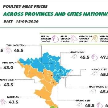 On September 15, 2026 Ri chicken prices in the North stayed unchanged, while Mia chicken prices increased slightly